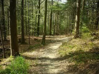 Forest Path