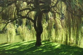 Weeping willow tree