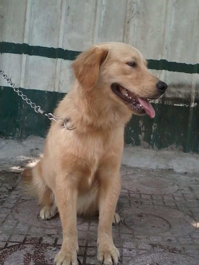 HCM - Bán em Golden cái 10 tháng và 2 cái chuồng inox 60 x 120 mới 90%  HOT HOT HOT ! - 1