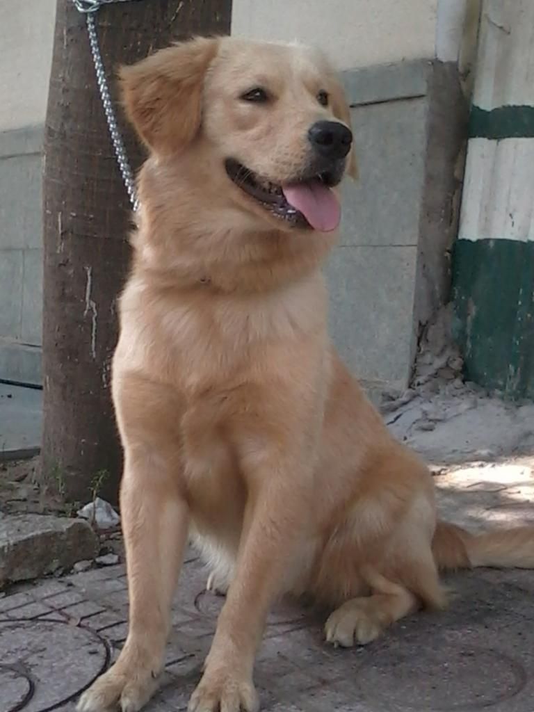 HCM - Bán em Golden cái 10 tháng và 2 cái chuồng inox 60 x 120 mới 90%  HOT HOT HOT !