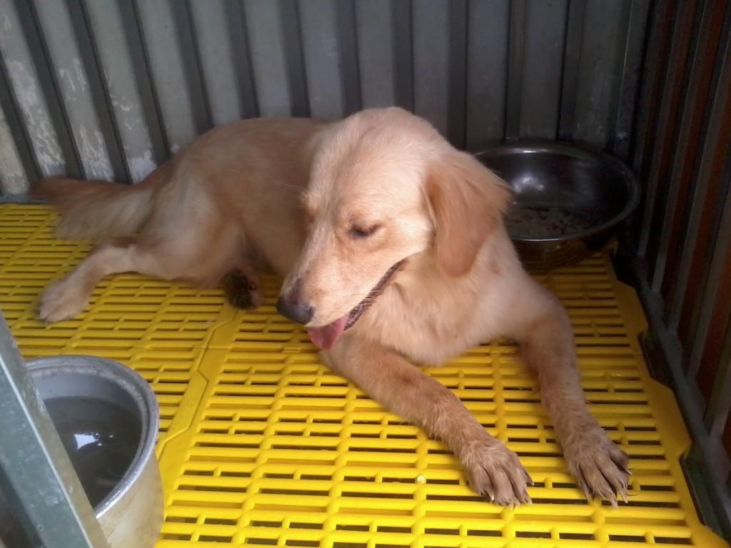 HCM - Bán em Golden cái 10 tháng và 2 cái chuồng inox 60 x 120 mới 90%  HOT HOT HOT ! - 3