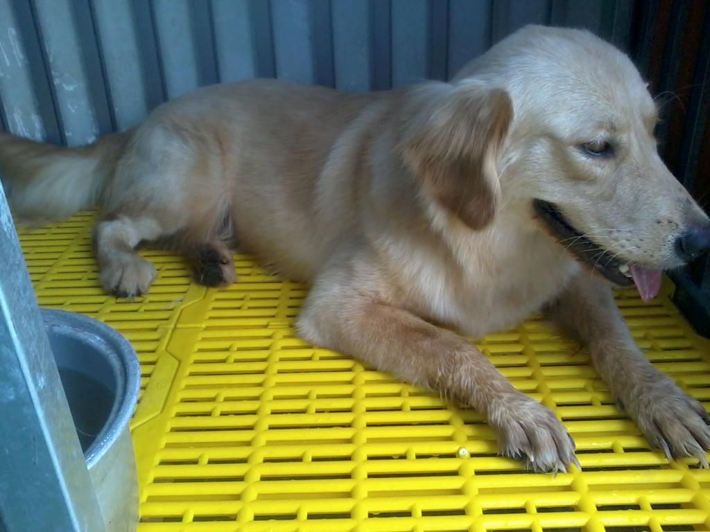 HCM - Bán em Golden cái 10 tháng và 2 cái chuồng inox 60 x 120 mới 90%  HOT HOT HOT ! - 2