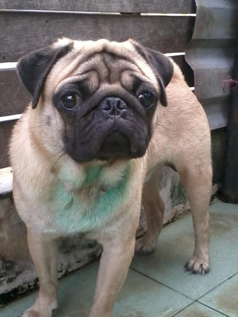 HCM - Bán 1 em pug đực 12 tháng cực kì đẹp - 0946 977 973 - 3