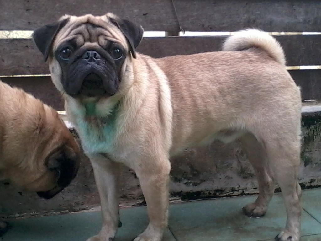 HCM - Bán 1 em pug đực 12 tháng cực kì đẹp - 0946 977 973 - 7