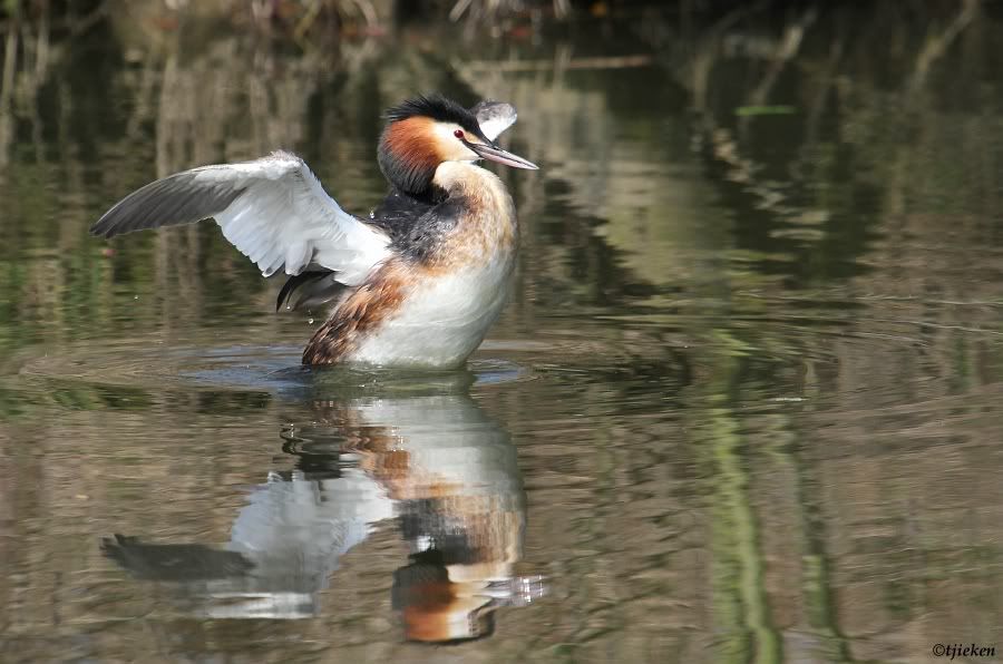 Fotografie