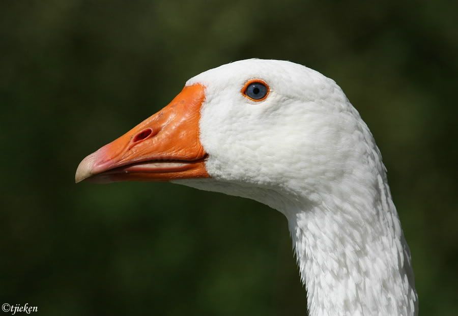 Fotografie