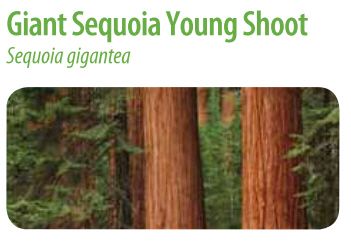 photo Giant Sequoia.jpg