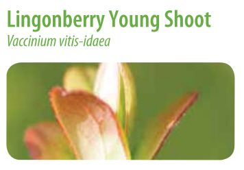  photo Lingonberry Young Shoot2.jpg