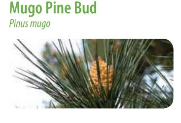  photo Mugo Pine Bud.jpg