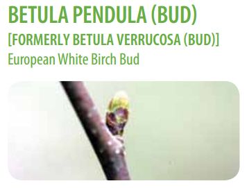  photo Betula pubescens.jpg