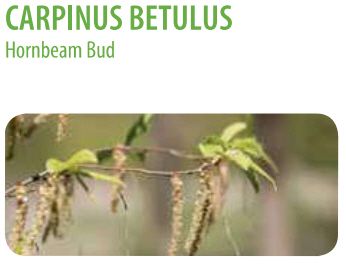  photo Carpinus betulus.jpg