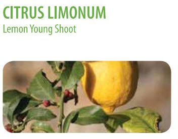 photo Citrus limonum.jpg