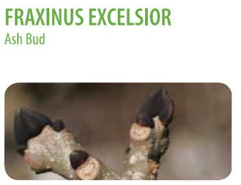  photo Fraxinus excelsio.jpg