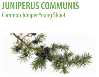  photo Juniperus comm.jpg