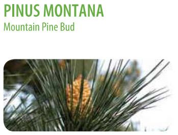 photo Pinus montana.jpg