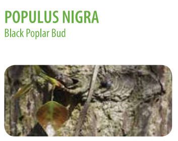  photo Populus nigra 1.jpg