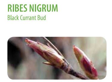  photo Ribes nigrum 12.jpg