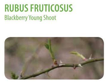  photo Rubus fruticosus.jpg