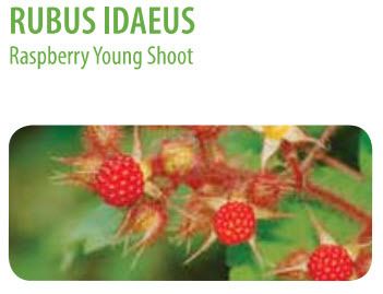  photo Rubus idaeus 1.jpg