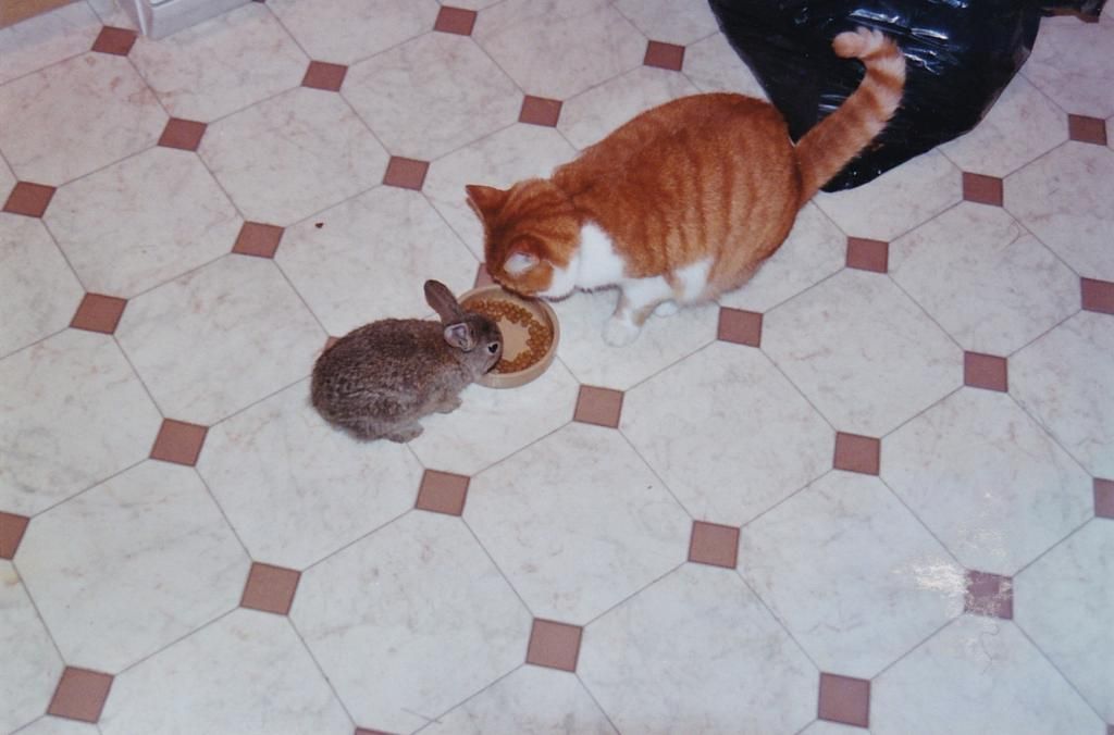 rabbit eating cat food