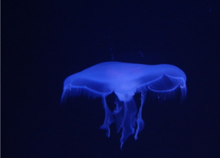 JellyFish.jpg