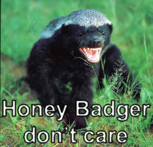 honey badger vs bear. honey badger vs cobra. honey