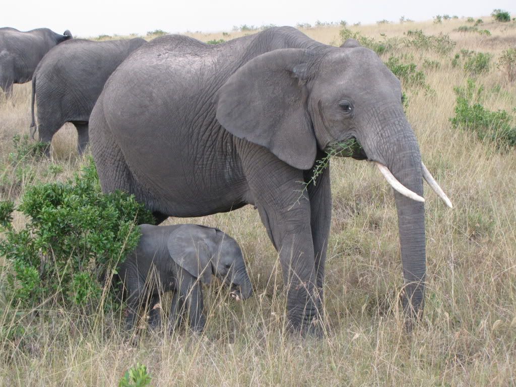 Elephant herd Pictures, Images and Photos