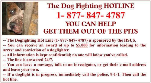 DOGFIGHTINGHOTLINE.jpg DOG FIGHTING HOTLINE image by SORROWTOUCH