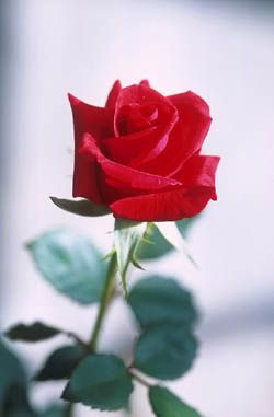lovely rose Pictures, Images and Photos