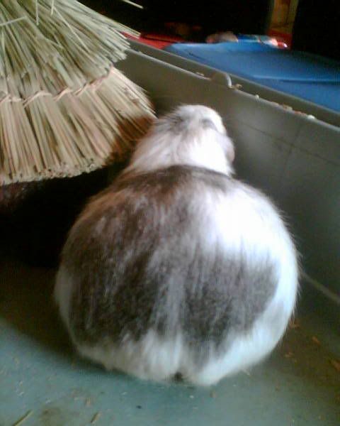 Gizmo_001.jpg