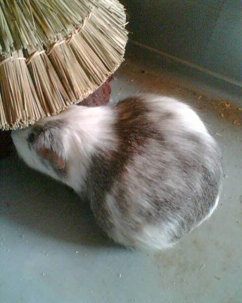 Gizmo_002.jpg