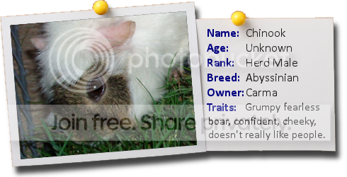 Photo_Chinook.png