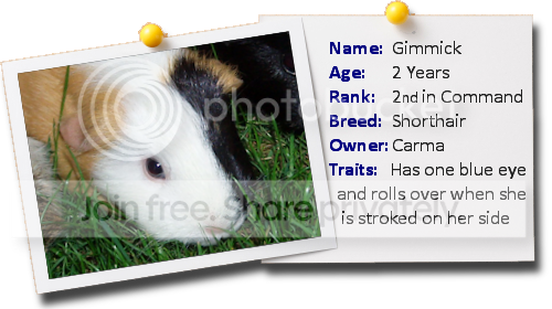 Photo_Gimmick.png